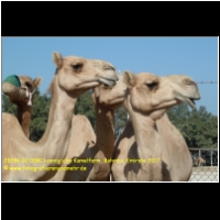 29286 02 0081 koenigliche Kamelfarm, Bahrain, Emirate 2017.jpg